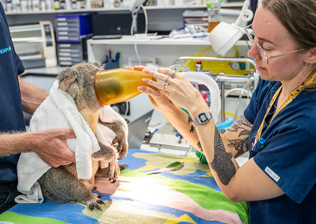 Koala with an RSPCA Nurse receiving treatment at the RSPCA Wildlife Hospital.